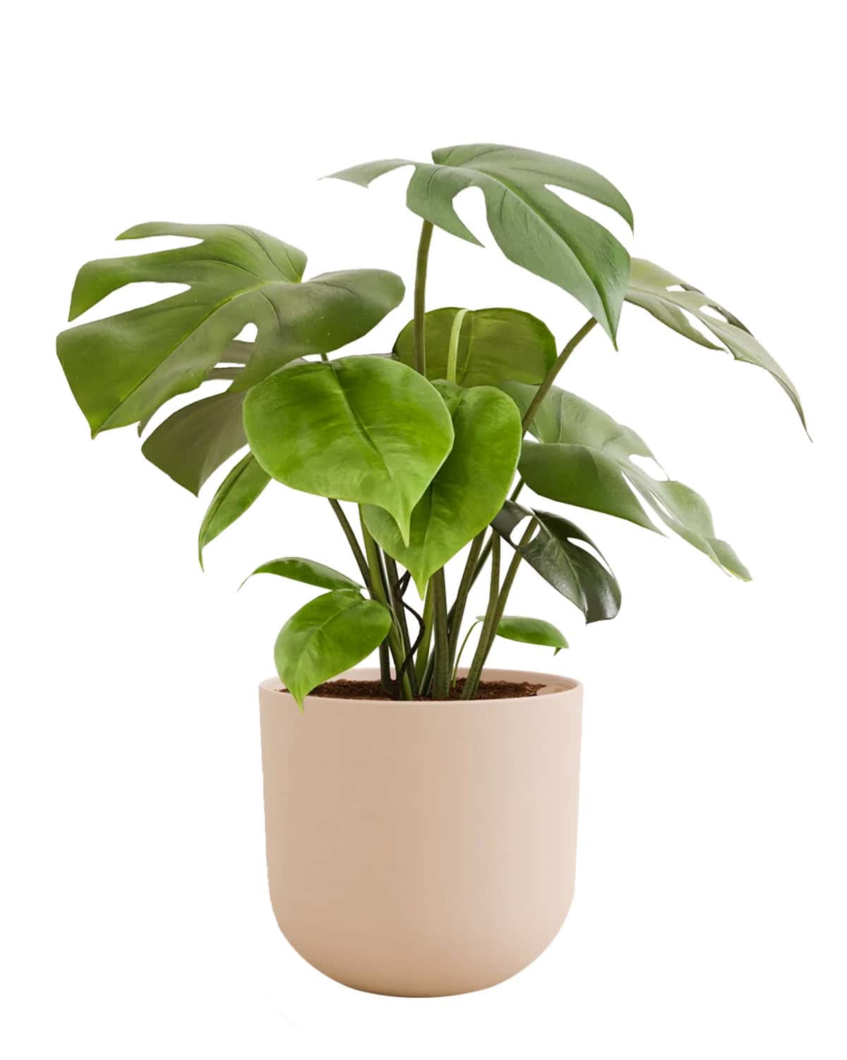 A monstera plant in an Easyplant pot that only needs to be watered once a month.