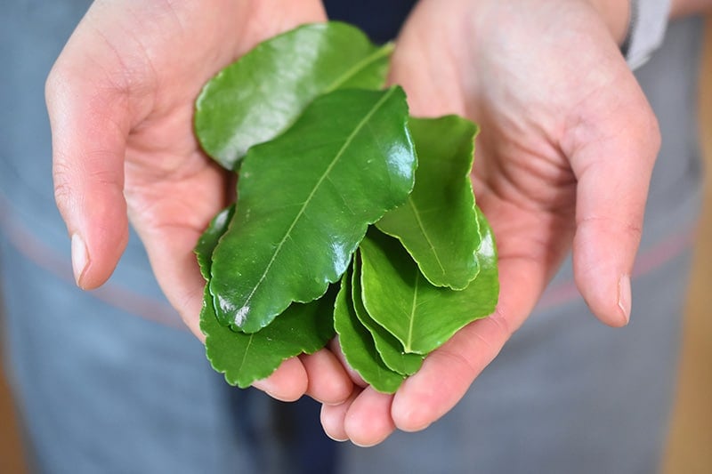 Two hands holding fresh makrut leaves or kaffir lime leaves.