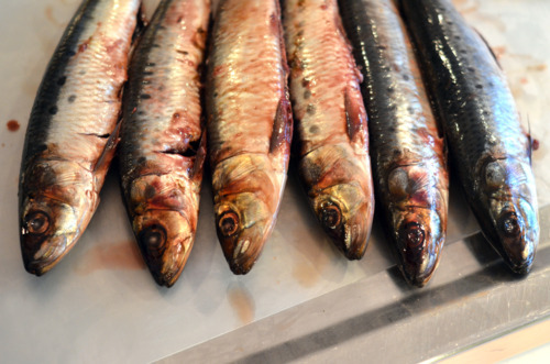 A row of sardines before being cooked on a cutting board.