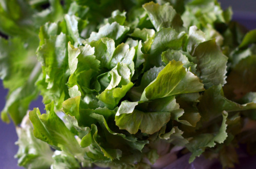 A bunch of escarole.